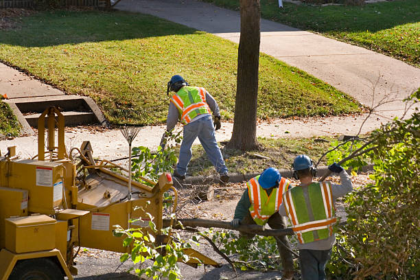  Huron, CA Tree Removal and Landscaping Services Pros